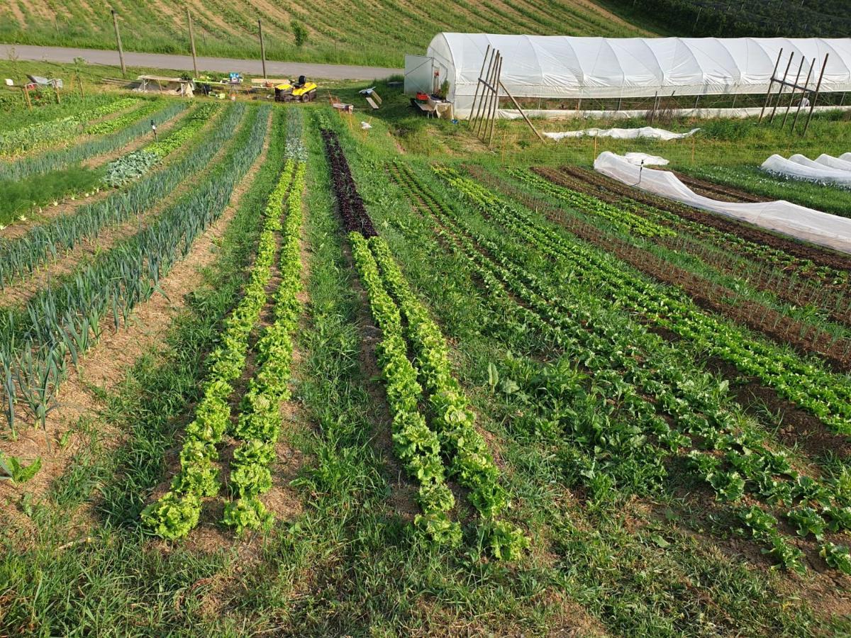 Herzhof Lampert Lägenhet Riegersburg Exteriör bild